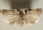 Tütün Güvesi Zararlısı (Helicoverpa Armigera) Tanım, Zarar Ve Mücadele