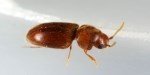 Tatlıkurt Zararlısı (Agrotis Spp.) Tanım, Zarar Ve Mücadele Yöntemleri