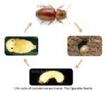 Tatlıkurt Zararlısı (Agrotis Spp.) Tanım, Zarar Ve Mücadele Yöntemleri