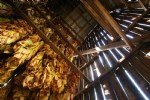 Tatlıkurt Zararlısı (Agrotis Spp.) Tanım, Zarar Ve Mücadele Yöntemleri