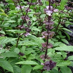 Fesleğen Bitkisi Fesleğen Bitkisi