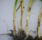 Buğdayda Kök Boğaz Çürüklüğü Nelerdir? Buğdayda Kök Boğaz Çürüklüğü Nelerdir?