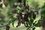 Ateş Yanıklığı Hastalığı Belirtileri, Nedenleri Ve Mücadele Yöntemleri