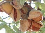 Badem Dal Kanseri Belirtileri, Nedenleri Ve Mücadele Yöntemleri