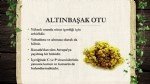 Altınbaşakotu Faydası Ve Zararı Nelerdir? Altınbaşakotu Faydası Ve Zararı Nelerdir?