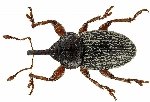 Hububat Hortumlu Böceği Zararlısı
