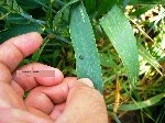 Hububat Hortumlu Böceği Zararlısı