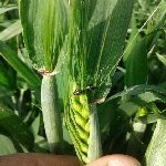 Hububat Hortumlu Böceği Zararlısı