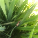 Hububatta Süne Nedir? Zararları Ve Mücadele Yöntemleri Hububatta Süne Nedir? Zararları Ve Mücadele Yöntemleri