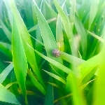 Hububatta Süne Nedir? Zararları Ve Mücadele Yöntemleri Hububatta Süne Nedir? Zararları Ve Mücadele Yöntemleri