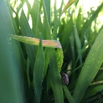 Hububatta Süne Nedir? Zararları Ve Mücadele Yöntemleri Hububatta Süne Nedir? Zararları Ve Mücadele Yöntemleri
