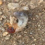 Toprakaltı Zararlıları Nedir? Zararları Ve Mücadele Yöntemleri