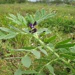 Kaba Tüylü Fiğ Otu Nedir?