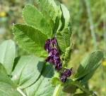 Kaba Tüylü Fiğ Otu Nedir?