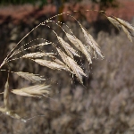 Japon Bromu Nedir? (Bromus Japonicus)