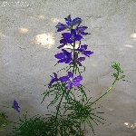 Hezaran Nedir? (Delphinium Consolida)