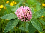 Üçgül Nedir? (Trifolium)
