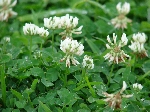 Üçgül Nedir? (Trifolium)