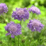 Uyuz Otu Nedir? (Scabiosa Spp.)