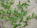 Polygonum Spp. (Madımak Cinsi) Temel Özellikleri Polygonum Spp. (Madımak Cinsi) Temel Özellikleri