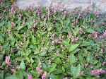 Polygonum Spp. (Madımak Cinsi) Temel Özellikleri Polygonum Spp. (Madımak Cinsi) Temel Özellikleri