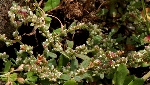Polygonum Spp. (Madımak Cinsi) Temel Özellikleri Polygonum Spp. (Madımak Cinsi) Temel Özellikleri