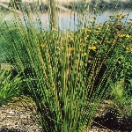 Hasır Otu Nedir? (Typha)