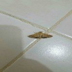 Sebzelerde Yeşilkurt Nedir? Zararları Ve Mücadele Yöntemleri Sebzelerde Yeşilkurt Nedir? Zararları Ve Mücadele Yöntemleri