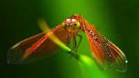 Entomoloji Hymenoptera - Zar Kanatlılar