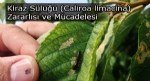 Kiraz Sülüğü Nedir? Zararları Ve Mücadele Yöntemleri