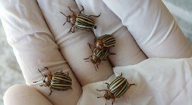 Patates Böceği Nedir? Zararları Ve Mücadele Yöntemleri