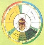Hububatta Süne Nedir? Zararları Ve Mücadele Yöntemleri Hububatta Süne Nedir? Zararları Ve Mücadele Yöntemleri