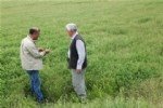 Yonca Hortumlu Böceği Nedir? Zararları Ve Mücadele Yöntemleri