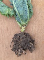 Lahana Sineği Nedir? Zararları Ve Mücadele Yöntemleri