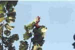 Fındık Teke Böceği Nedir? Zararları Ve Mücadele Yöntemleri