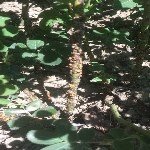 Gül Koşnili Nedir? Zararları Ve Mücadele Yöntemleri Gül Koşnili Nedir? Zararları Ve Mücadele Yöntemleri