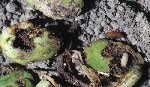 Tohum Sineği (Delia Platura) Zararlısı Ve Mücadele Yöntemleri
