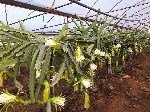 Pitaya Meyesi Yetiştiriciliği Nasıl Yapılır?