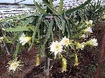 Pitaya Meyesi Yetiştiriciliği Nasıl Yapılır?