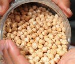 Nohut Yetiştiriciliği Nasıl Yapılır? Nohut Yetiştiriciliği Nasıl Yapılır?