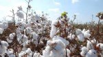 Pamuk Yetiştiriciliği Nasıl Yapılır? Pamuk Yetiştiriciliği Nasıl Yapılır?