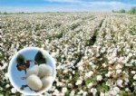 Pamuk Yetiştiriciliği Nasıl Yapılır? Pamuk Yetiştiriciliği Nasıl Yapılır?