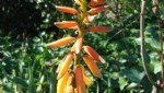 Aloe Vera Faydası Ve Zararı Nelerdir?