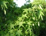 Amber Faydası Ve Zararı Nelerdir?