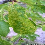 Erik Cücelik Virüsü Belirtileri, Nedenleri Ve Mücadele Yöntemleri