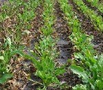 Şeker Pancarında Cercospora Yaprak Lekesi Hastalığı