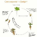 Şeker Pancarında Cercospora Yaprak Lekesi Hastalığı