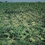 Nematodların Zarar Şekilleri Nelerdir?