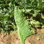 Yaprak Kenarı Dürülmesi Hastalığı Belirtileri, Nedenleri Ve Mücadelesi Yaprak Kenarı Dürülmesi Hastalığı Belirtileri, Nedenleri Ve Mücadelesi