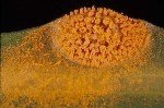 Pancar Pası (Uromyces Betae) Hastalığı Belirtileri, Nedenleri Ve Müc.
